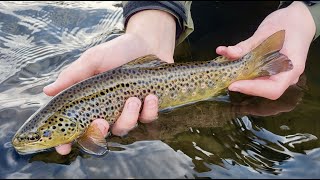 Euro Nymphing the Provo River Utah (January 2022)