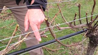 Pinot Noir 2021 vintage pruning at 40 Knots vineyard