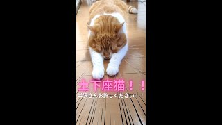 土下座猫、半沢さんお許しください！ Cute cat begging Japanese style!