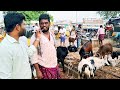 అనంతపురం పశువుల మార్కెట్ పరిస్థితి biggest goat market in anantapur cattle market latest update