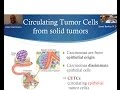 Circulating Epithelial Tumor Cells