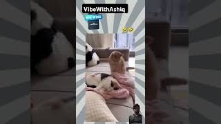 ஸ்கூல் க்கு டைம் ஆகுது #cat #funny #catlover #pets #memes #mysubscriber