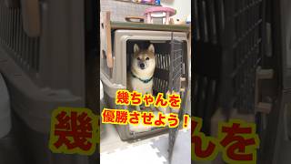 かけっこ大会リベンジ！秘策を考えてみた…結果は…#Shorts＃柴犬＃豆柴#多頭飼い#Shiba inu#mameshiba