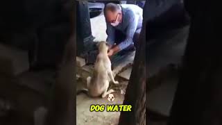 Quenching a Dog's Thirst