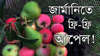 জার্মানিতে বিনামূল্যে আপেলসহ ফলফলাদি সংগ্রহ ◉ Collecting Apples \u0026 Brombeeren in Germany ◉ জার্মানি