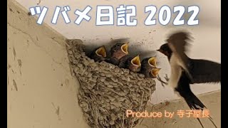 2022年5月ツバメ日記