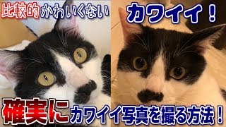 猫の写真を可愛さ５割増しで撮る方法！【インスタ映え】【目からウロコ】