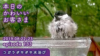 『コガラの超ボサボサ水浴び』2019/08/22-23 本日のかわいいお客さま