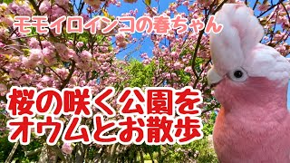 桜吹雪の公園を、オウムとお散歩【モモイロインコの春ちゃん】【大型インコ飼育】