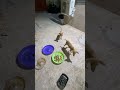 dogs playing funny video 202 subscribe 4 more dog puppy te shortsvideo shorts dogshorts