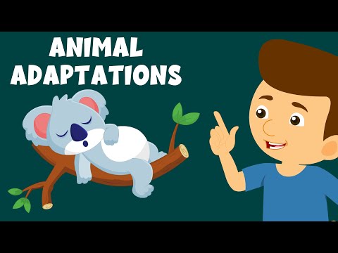 What are the 4 basic survival needs or adaptations for an animal?