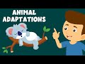 Animal Adaptations - Adaptation and Survival - Animal Adaptations for Kids - Learning Junction