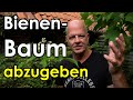 Imker-Hilfe! Männlicher Bienenbaum abzugeben und noch einiges mehr!