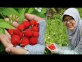 Panen Raspberry Liar dan Tanam Bibitnya