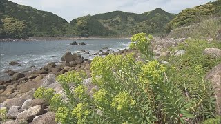 海沿い一面黄色の花　「岩大戟(イワタイゲキ)」が見頃　三重県の準絶滅危惧種　熊野市