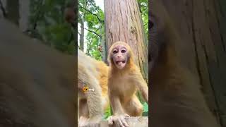 #funny amazing two😂monkey .funny moments. .@Lk funny club.