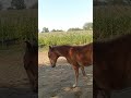 Horse video #ytshorts #viral #Indian #trending #horseres #youtubevideo