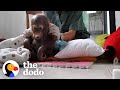 Baby Orangutan Rescued 8 Years Ago Is Finally Ready For Release | The Dodo