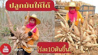 เปิดเผยเทคนิคปลูกมันพันธ์อะไรให้ได้ไร่ละ10ตันขึ้น How to grow it a lot BYชนบท บ้านฉัน