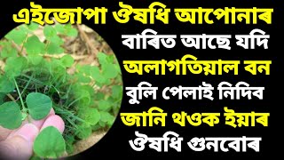 বহুত ডাঙৰ ডাঙৰ বেমাৰৰ যম এই ঔষধি , ভিডিঅটো চাওক আপুনি যদি আচৰিত নহয় মোক ক'ব ।।