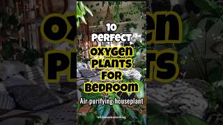 Best oxygen houseplant for bedroom / Air purifying plants #indoorplants #trendingshorts #plants