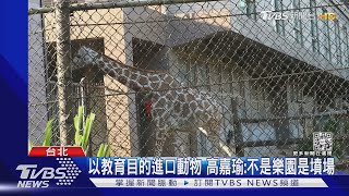 10年死8隻長頸鹿! 動保4控六福村「漠視動物」｜TVBS新聞