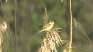 KÄRRSÅNGARE  Marsh Warbler  (Acrocephalus palustris)   Klipp - 702