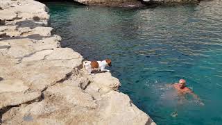 Diving Dog: New Dog at St Peter's Pool