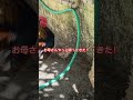 育児の大変さを思い知るお父さんニワトリ shorts 沖縄vlog ニワトリ 動物 田舎暮らし ひよこ