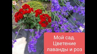 Мой сад. Цветение лаванды и роз. My garden. Blooming lavender and roses.