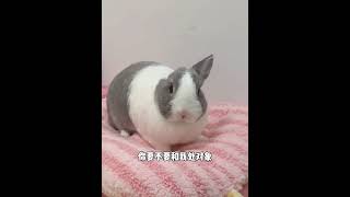 你要不要和我处对象 小兔兔🐰 兔叽兔叽 萌宠日常记录 神奇动物在抖音