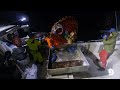 sig finally hits it big in norway deadliest catch