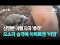 선명한 이빨 자국 '충격'…오소리 습격에 아파트엔 '비명소리' / JTBC 뉴스룸