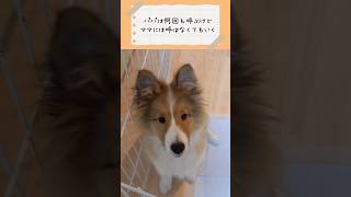 パパには何回も呼んでるから行くけど、ママには呼ばなくても自分から行く子犬🐶🥺#sheltie #dog #いぬ #シェルティ #子犬 #犬 #犬のいる暮らし #かわいい