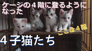 【トビ三毛猫】シロちゃん　始まりの時17ver2.0　2022.06.10