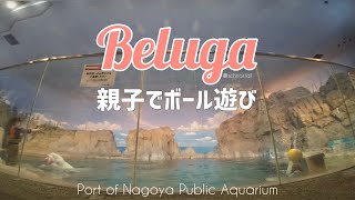 【ベルーガ】グレイ、ミライ親子のボール遊び　#名古屋港水族館