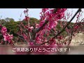 佐布里緑と花のふれあい公園　（佐布里池梅まつり）