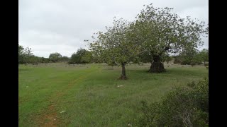 Rural Land For Sale in Tavira €120,000