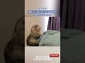 真的要笑暈了，貓咪15斤太胖不讓上床，怕床被壓壞 萌宠 cat cute 宠物 pets funny