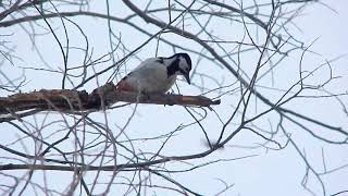 Великий строкатий дятел (самка) / Great Spotted Woodpecker