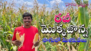 Mokkajonna Sagu | యాసంగి మొక్కజొన్న సాగులో మెళకువలు | Rabi Season Crops | Maize Cultivation | Corn |