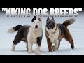 The 10 Mysterious Nordic Dog Breeds