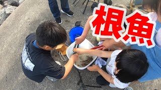 【根魚大漁】釣り/海釣り/穴釣り/愛知/蒲郡/西浦パームビーチ/アイナメ/クジメ/カサゴ