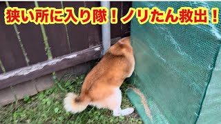 柴犬貴教17才！　ノリたん救出！