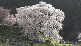 宝蔵寺～春谷寺～芳野川～又兵衛桜 Hozoji Temple - Shunkokuji Temple - Hono River - Matabei Zakura (Japan) (2023)