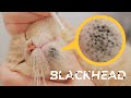 Cleaning Cat's Blackhead  - My Secret Weapon For Cat Acne - No One Has Ever Recommended It 👍👍