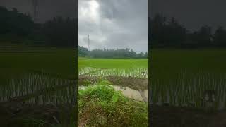 28.12.2024 Saturday. The paddy field. It rained throughout the night before