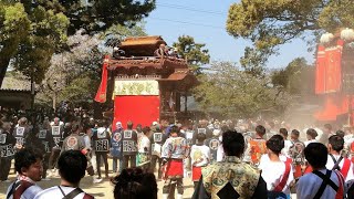 2023年 武豊町長尾春祭り 本祭 玉貫組玉神車（武雄神社曳き込み）