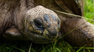 Meet 190-year-old Jonathan, the world's oldest-ever tortoise