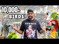 Largest Bird Market in the UK | தமிழ்